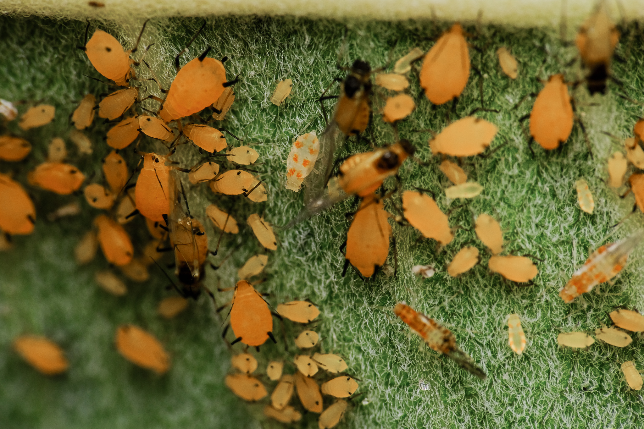 Aphids