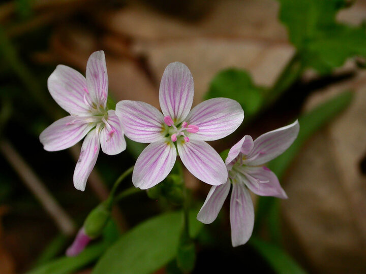 Claytonia