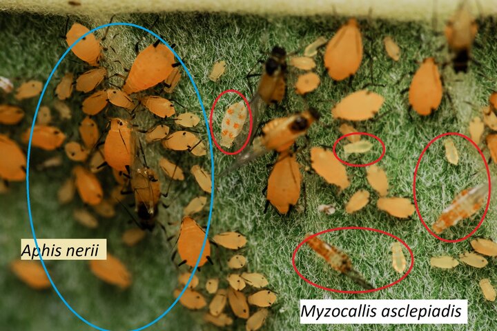 Aphids