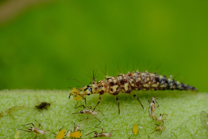 Lacewing larvae