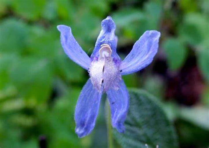 Delphinium