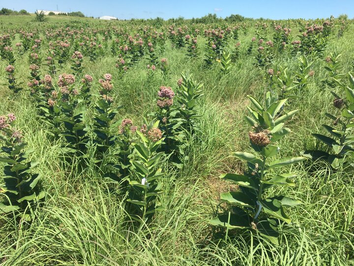 Common Milkweed