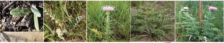 Cirsium undulatum